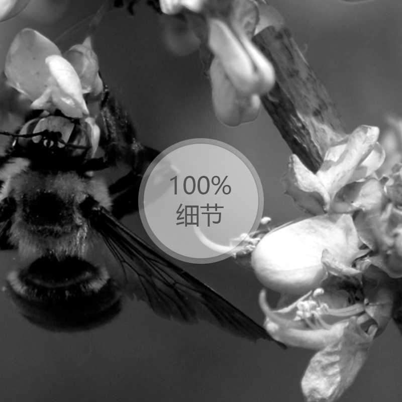 黑白花卉蜜蜂